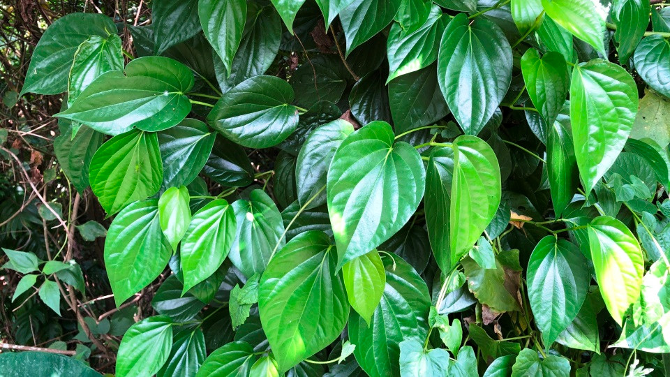 Lá trầu không dùng ngâm rượu có tác dụng hạn chế các bệnh về răng. Lá trầu không dùng ngâm rượu có tác dụng hạn chế các bệnh về răng.