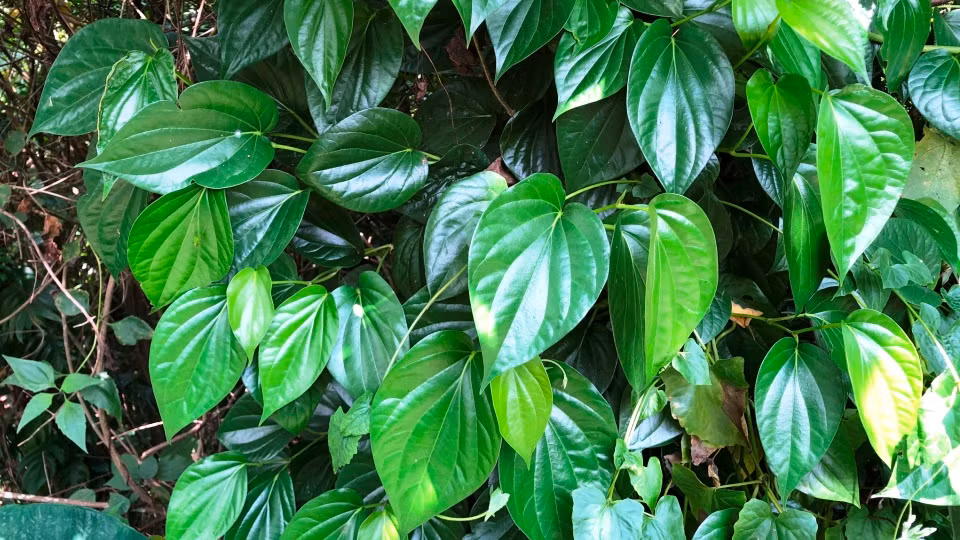 Lá trầu không dùng ngâm rượu có tác dụng hạn chế các bệnh về răng.