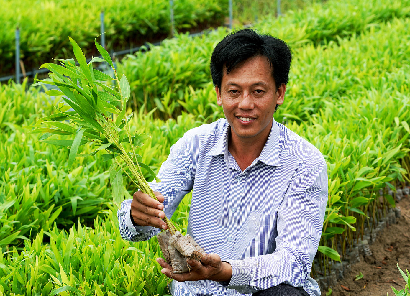 Mỗi năm, vợ chồng anh Nguyễn xuất bán khoảng 1 triệu cây giống keo lai, thu lợi nhuận hơn 1 tỉ đồng/năm.