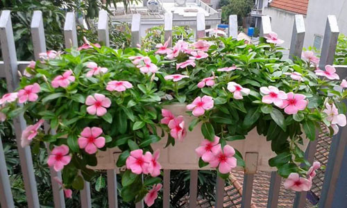 Ngôi nhà ba tầng lãng mạn với hoa nở quanh năm ảnh 13