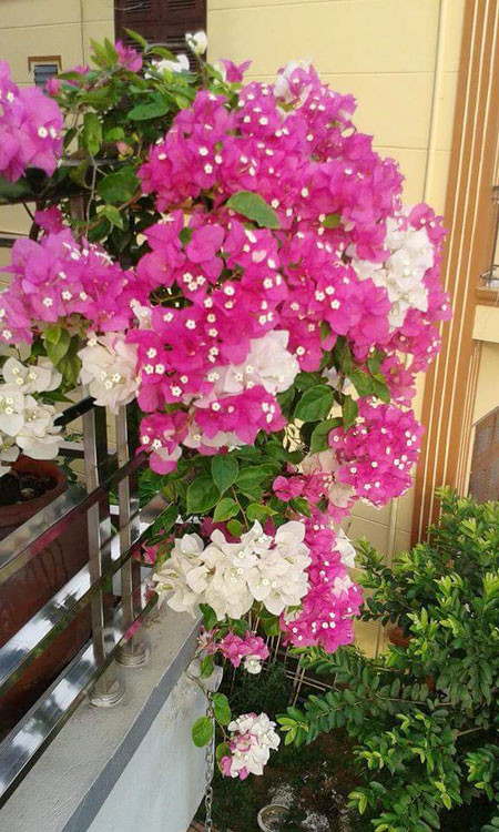 Ngôi nhà ba tầng lãng mạn với hoa nở quanh năm ảnh 6