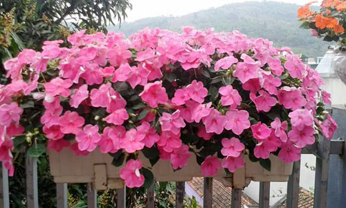 Ngôi nhà ba tầng lãng mạn với hoa nở quanh năm ảnh 10