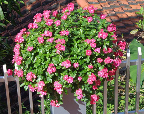 Ngôi nhà ba tầng lãng mạn với hoa nở quanh năm ảnh 2