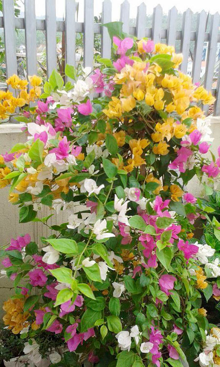 Ngôi nhà ba tầng lãng mạn với hoa nở quanh năm ảnh 7