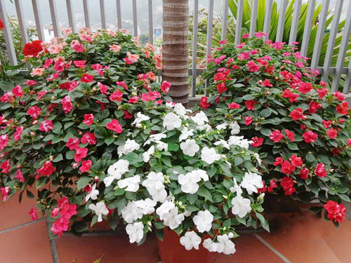 Ngôi nhà ba tầng lãng mạn với hoa nở quanh năm ảnh 14