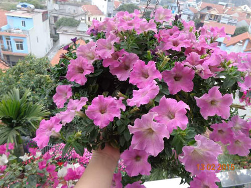 Ngôi nhà ba tầng lãng mạn với hoa nở quanh năm ảnh 11