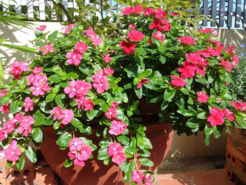 Ngôi nhà ba tầng lãng mạn với hoa nở quanh năm ảnh 9