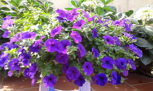 Ngôi nhà ba tầng lãng mạn với hoa nở quanh năm ảnh 12