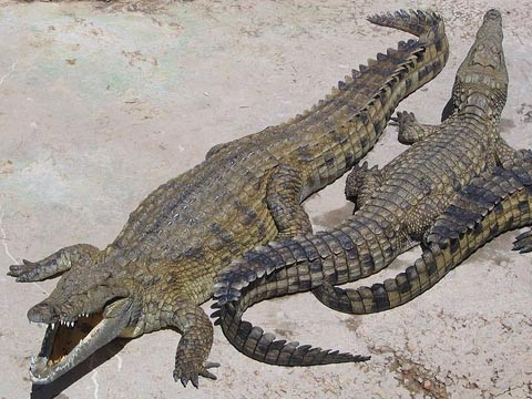 Cá sấu sông Nin là loài nguy hiểm nhất. Ảnh: Wikipedia
