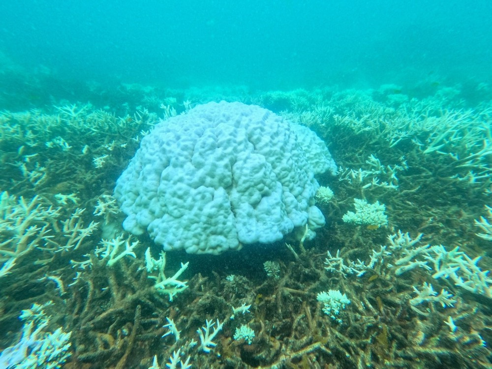 San hô ở Côn Đảo, tỉnh Bà Rịa - Vũng Tàu bị tẩy trắng hàng loạt (Ảnh: Vườn Quốc gia Côn Đảo) San hô ở Côn Đảo, tỉnh Bà Rịa - Vũng Tàu bị tẩy trắng hàng loạt (Ảnh: Vườn Quốc gia Côn Đảo)