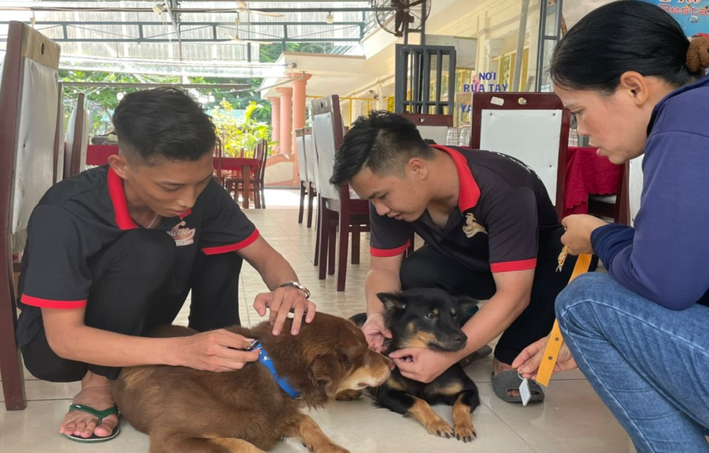 Gắn thẻ đeo mã QR cho chó tại Côn Đảo. Ảnh Cổng TTĐT Côn Đảo
