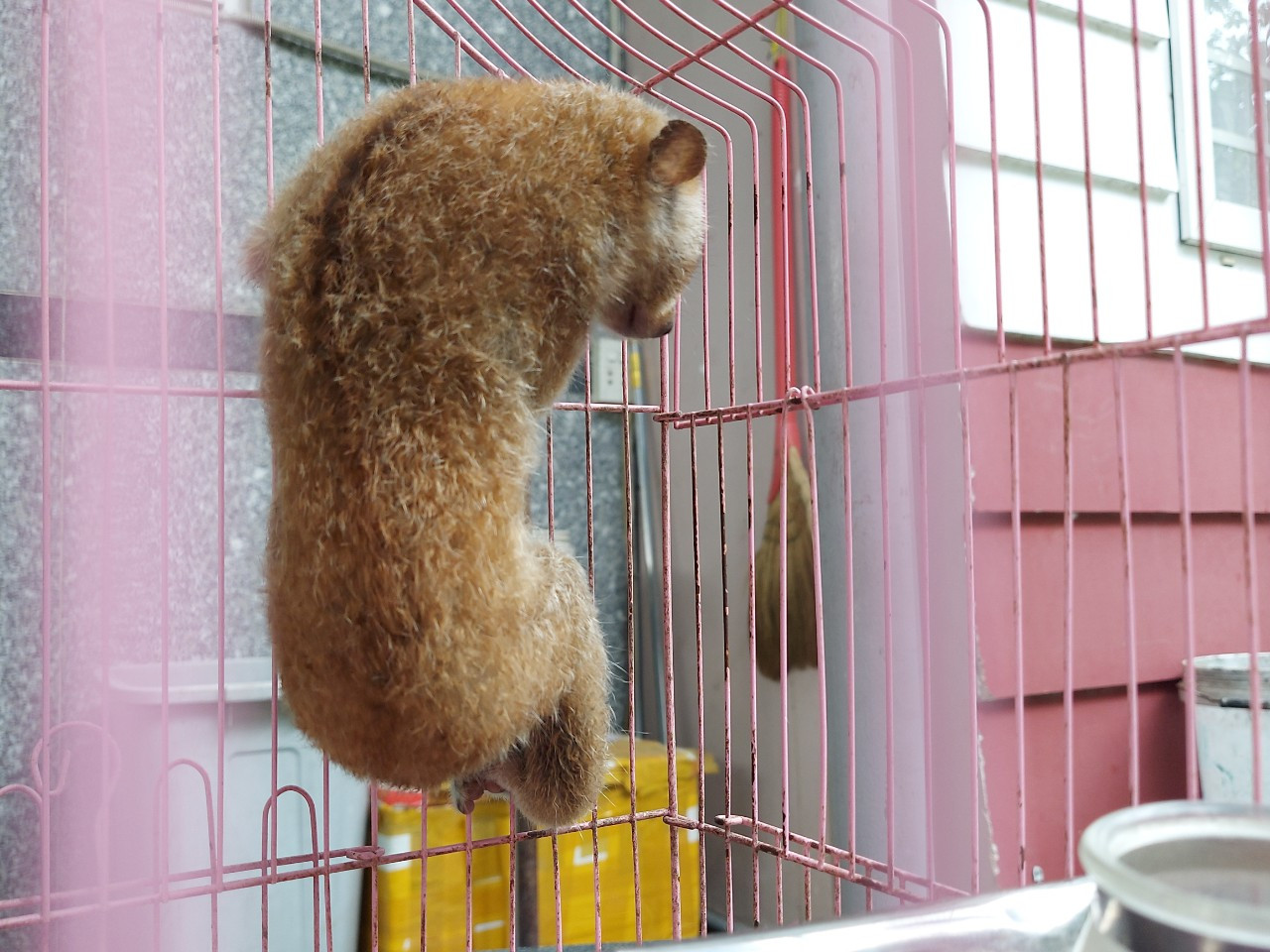 Cu li quý hiếm được phát hiện trong vườn nhà người dân TPHCM. Ảnh: Chi cục Kiểm lâm TPHCM