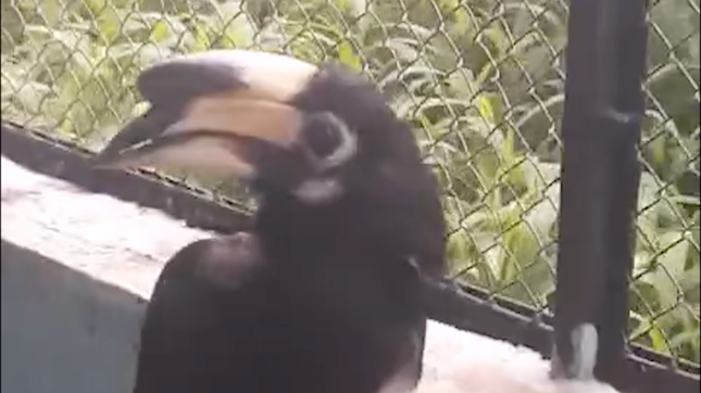 Chim quý hiếm bay lạc vào quán cà phê ở TPHCM