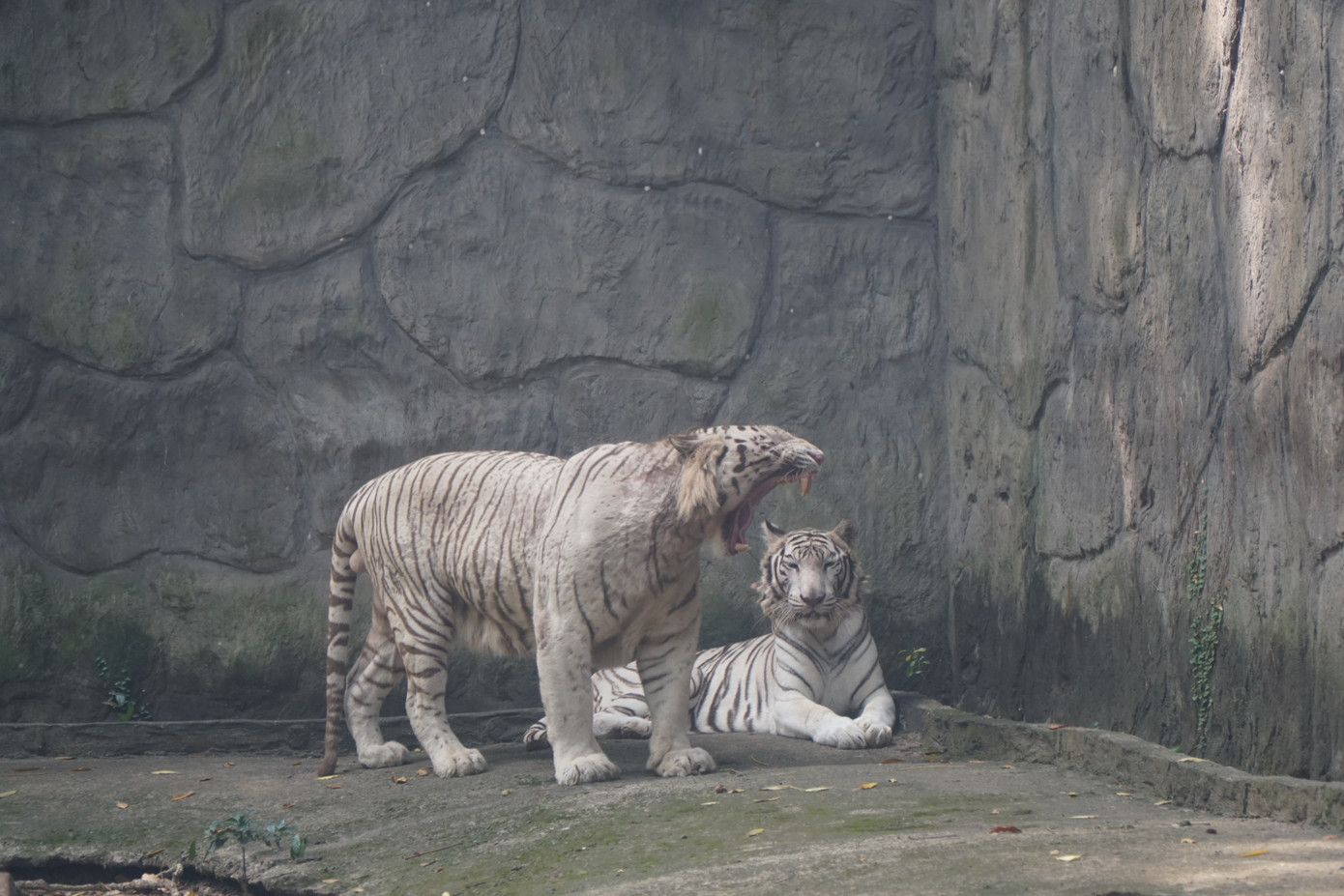 Chuồng voi và chuồng cọp là 2 khu vực thu hút đông trẻ nhỏ. Các em thích thú khi lần đầu nhìn thấy những con vật này ngoài đời