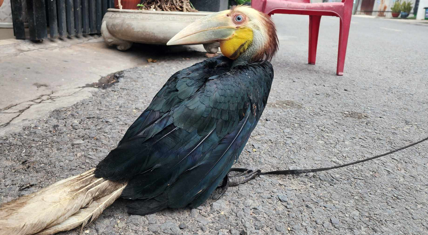 Người dân ở TPHCM bắt được chim niệc mỏ vằn quý hiếm. Ảnh: N.K. Người dân ở TPHCM bắt được chim niệc mỏ vằn quý hiếm. Ảnh: N.K.