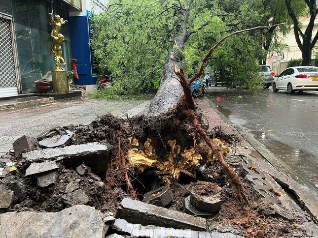 Phần gốc rễ cây me có dấu hiệu bị hư mục.