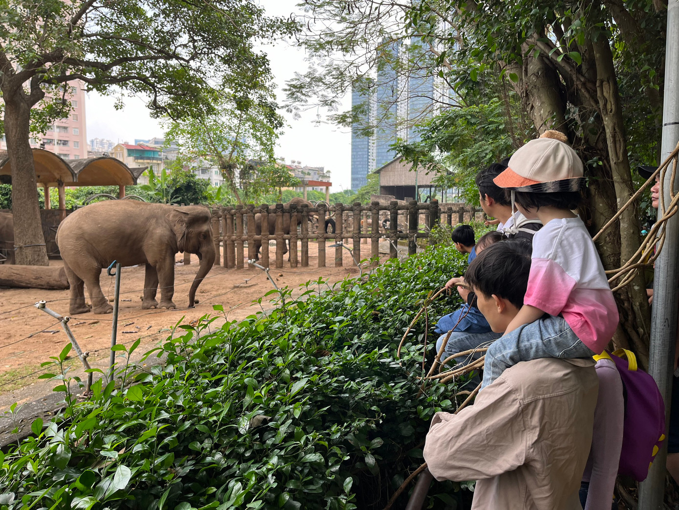 Chuồng voi và chuồng cọp là 2 khu vực thu hút đông trẻ nhỏ. Các em thích thú khi lần đầu nhìn thấy những con vật này ngoài đời