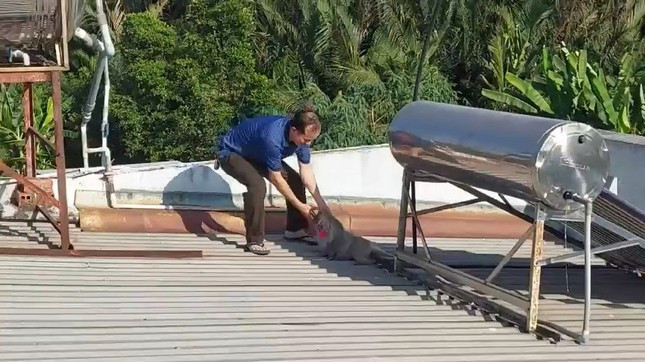 Cán bộ kiểm lâm bắn thuốc gây mê để bắt con khỉ. Cán bộ kiểm lâm bắn thuốc gây mê để bắt con khỉ.