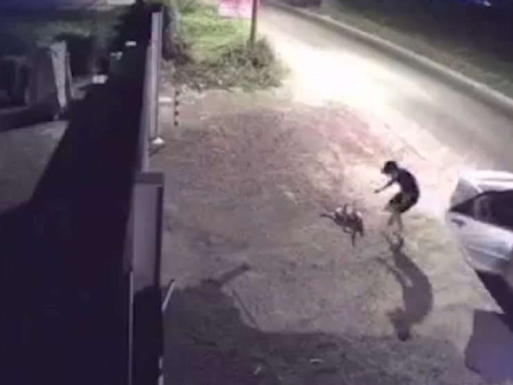 Nam thanh niên đi ô tô trộm chó trong tích tắc