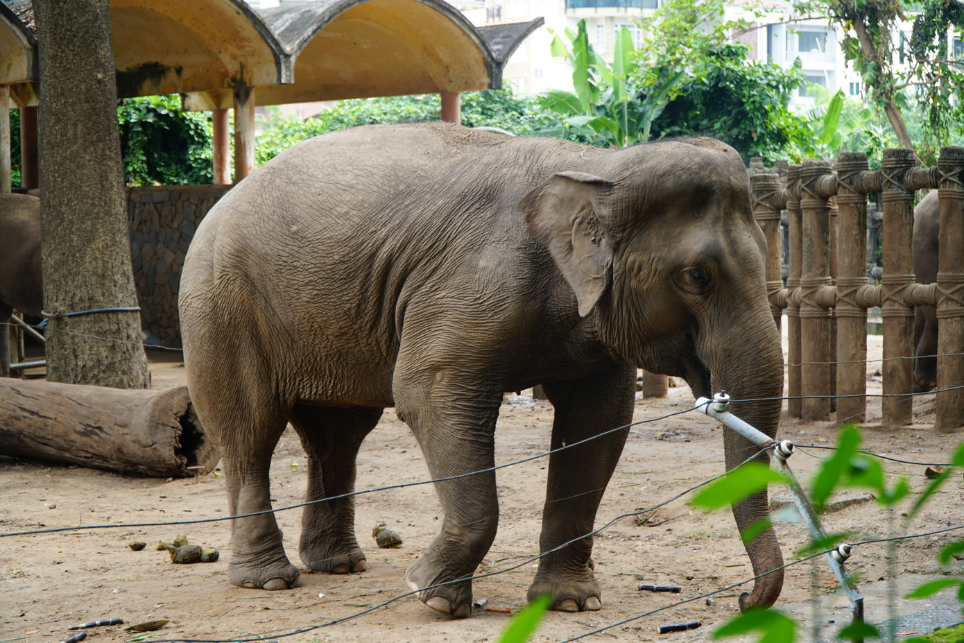 Chuồng voi và chuồng cọp là 2 khu vực thu hút đông trẻ nhỏ. Các em thích thú khi lần đầu nhìn thấy những con vật này ngoài đời