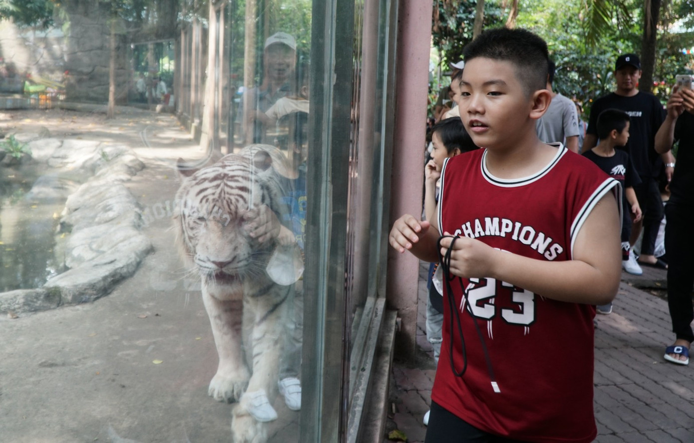 Chuồng voi và chuồng cọp là 2 khu vực thu hút đông trẻ nhỏ. Các em thích thú khi lần đầu nhìn thấy những con vật này ngoài đời