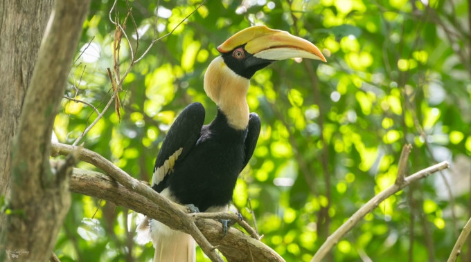 Chim hồng hoàng khi được thả ở Khu Bảo tồn thiên nhiên văn hóa Đồng Nai. Ảnh: Lam Jiang