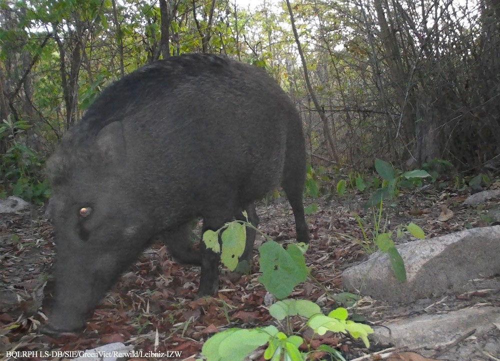 Heo rừng Heo rừng