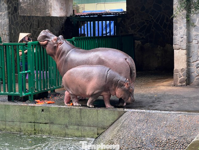 Lễ thôi nôi cho hà mã ở Thảo Cầm Viên. Ảnh: Uyên Phương Lễ thôi nôi cho hà mã ở Thảo Cầm Viên. Ảnh: Uyên Phương