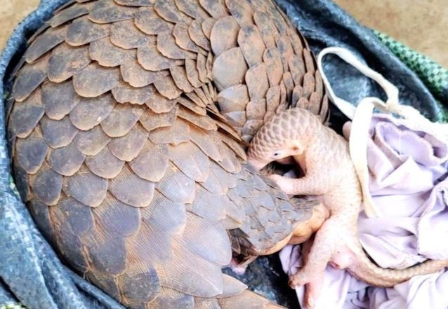 Hai con tê tê được một hộ dân phát hiện và bàn giao cho cơ quan chức năng Hai con tê tê được một hộ dân phát hiện và bàn giao cho cơ quan chức năng