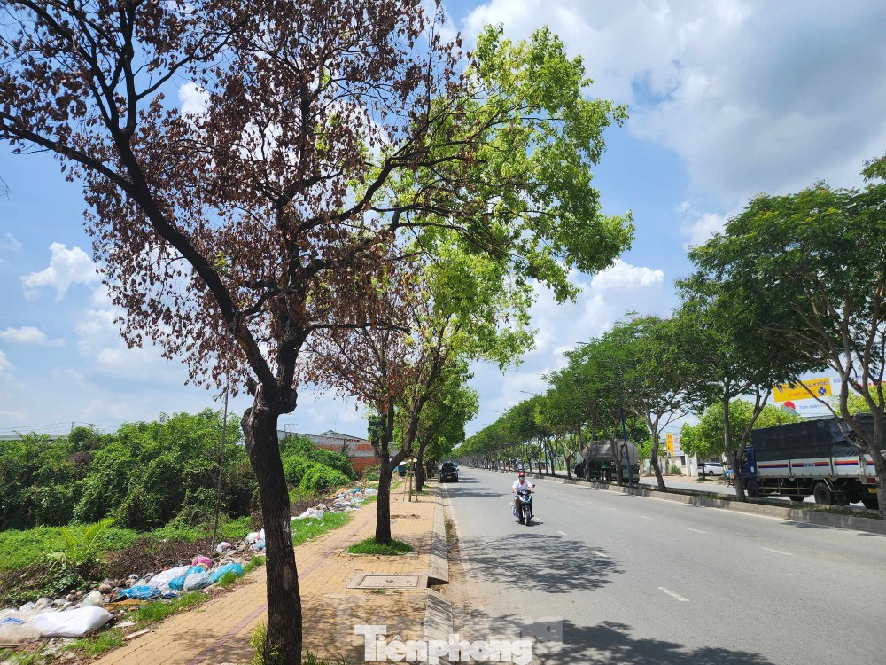 Cây xanh chết khô trên đường Trần Văn Giàu (quận Bình Tân). Cây xanh chết khô trên đường Trần Văn Giàu (quận Bình Tân).