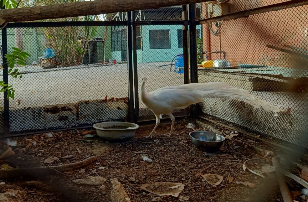 Khổng tước quý thuộc loài nguy cấp. Ảnh: Kiểm lâm TPHCM Khổng tước quý thuộc loài nguy cấp. Ảnh: Kiểm lâm TPHCM