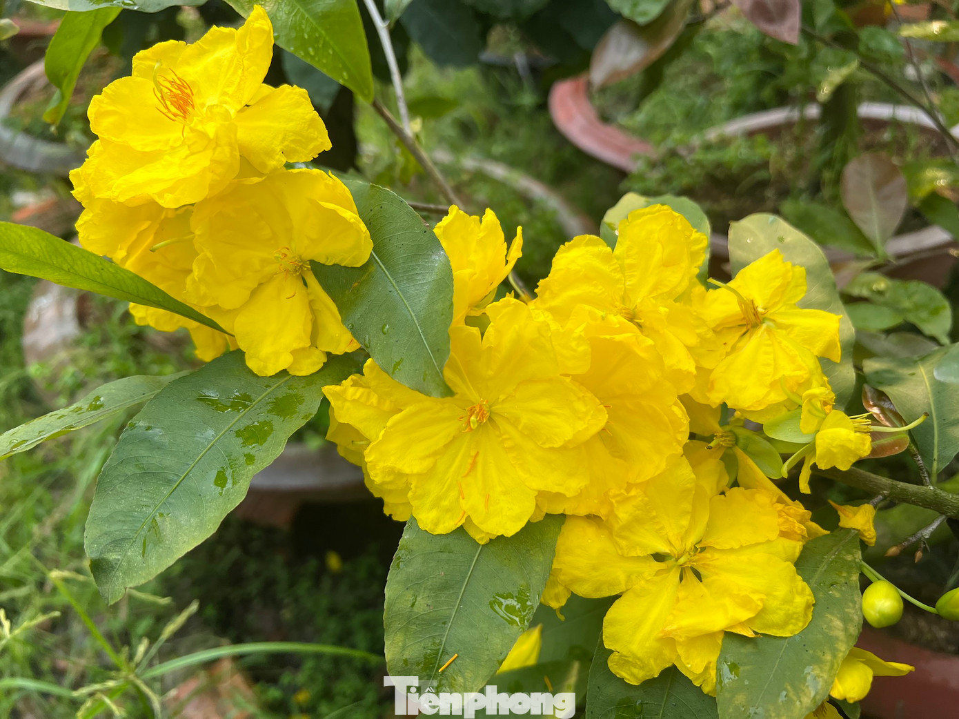 Mai siêu bông khổng lồ có giá cao gấp 2 - 3 lần so với mai thường. Ảnh: Uyên Phương