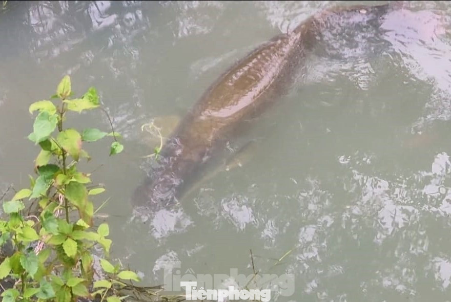 Phát hiện con cá ‘khủng’, có hình thù lạ Phát hiện con cá ‘khủng’, có hình thù lạ