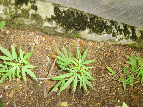 Cây cần sa bị phát hiện trồng ở Hải Phòng. Cây cần sa bị phát hiện trồng ở Hải Phòng