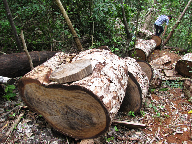 Tuy nhiên, theo thời gian, lợi dụng sơ hở của lực lượng kiểm lâm, lâm tặc tiếp tục tìm cách khuân vác những thớt nghiến đi