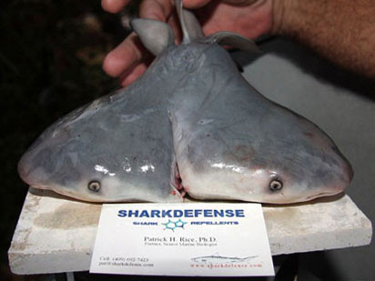 Con cá mập bò 2 đầu. Con cá mập bò 2 đầu