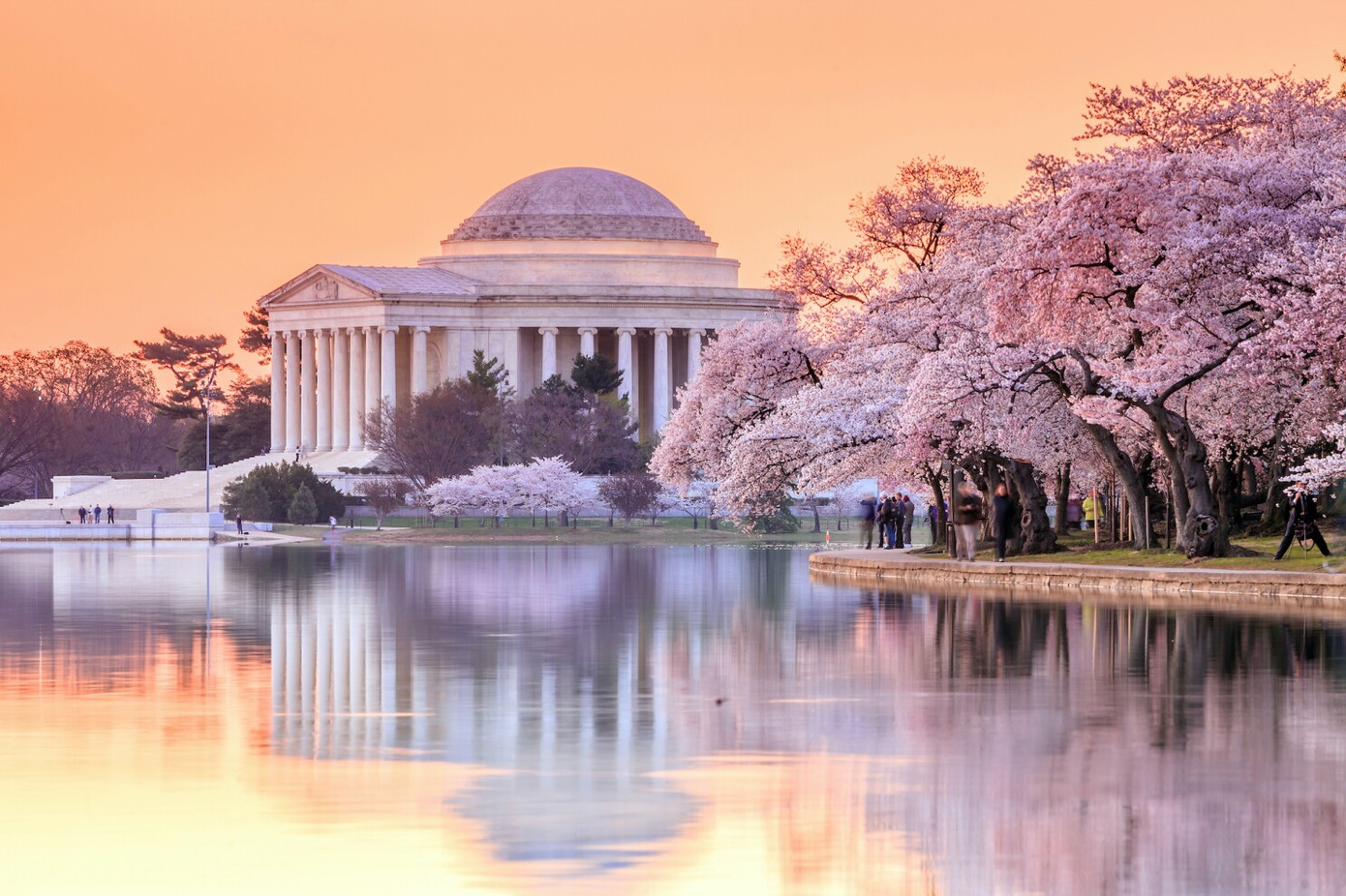 Thủ đô Washington D.C là nơi tổ chức lễ hội hoa anh đào lớn nhất nước Mỹ