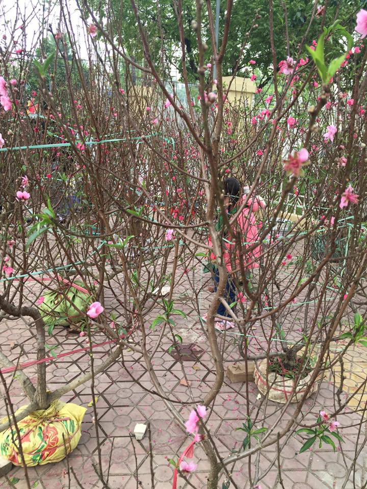 Người dân cả nước đón giao thừa Tết Đinh Dậu ảnh 23