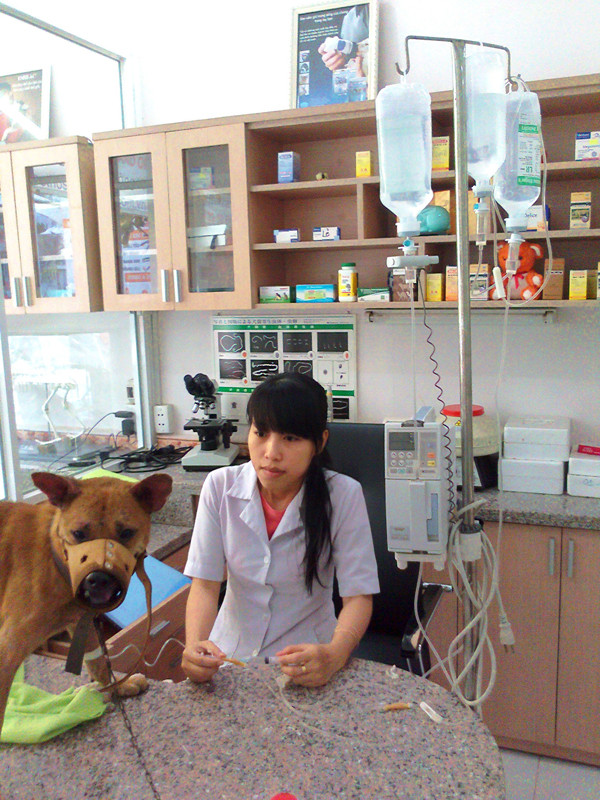 Bệnh viện điều trị cho cẩu cao cấp