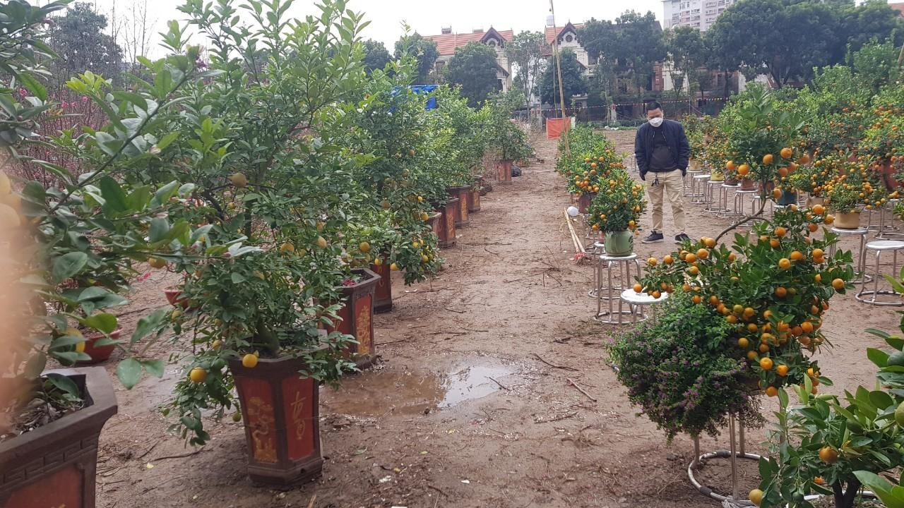 Anh Minh Dũng (Đống Đa, Hà Nội) dù dạo cả vườn cây cũng chưa chọn được loại quất nào ưng ý. "Hôm nay tôi đi ngắm là chính. Giá cả không thay đổi so với năm ngoái nhưng tôi chưa chọn được cây nào vừa mắt", anh Dũng nói. Anh Minh Dũng (Đống Đa, Hà Nội) dù dạo cả vườn cây cũng chưa chọn được loại quất nào ưng ý. "Hôm nay tôi đi ngắm là chính. Giá cả không thay đổi so với năm ngoái nhưng tôi chưa chọn được cây nào vừa mắt", anh Dũng nói.
