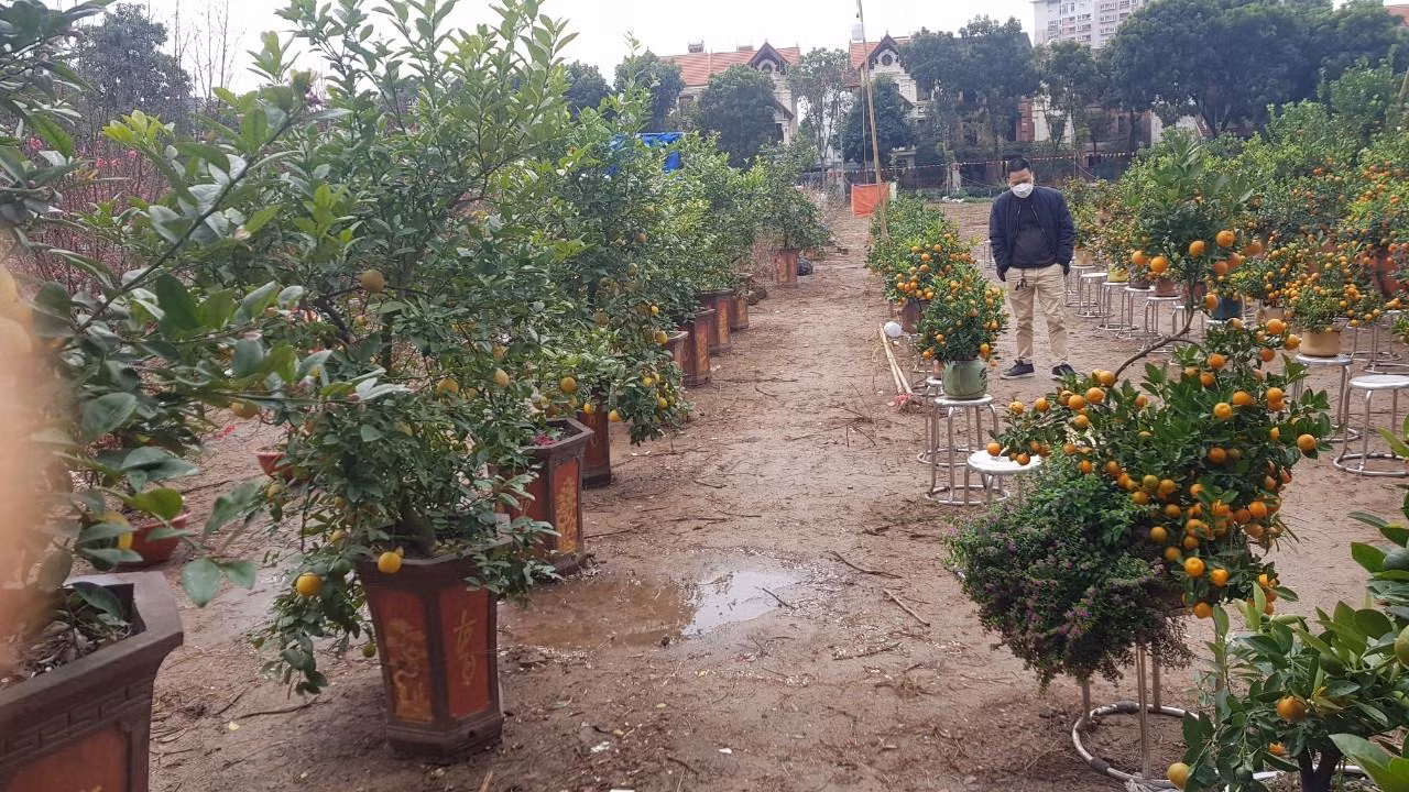 Anh Minh Dũng (Đống Đa, Hà Nội) dù dạo cả vườn cây cũng chưa chọn được loại quất nào ưng ý. "Hôm nay tôi đi ngắm là chính. Giá cả không thay đổi so với năm ngoái nhưng tôi chưa chọn được cây nào vừa mắt", anh Dũng nói. Anh Minh Dũng (Đống Đa, Hà Nội) dù dạo cả vườn cây cũng chưa chọn được loại quất nào ưng ý. "Hôm nay tôi đi ngắm là chính. Giá cả không thay đổi so với năm ngoái nhưng tôi chưa chọn được cây nào vừa mắt", anh Dũng nói.