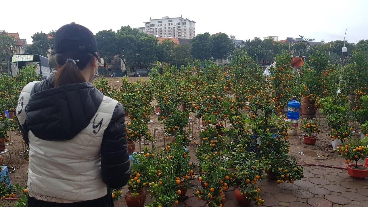 Những cây quất mini giá 100.000 đồng/chậu là xu hướng được nhiều người dân lựa chọn thay vì những cây quất tiền triệu như mọi năm. Những cây quất mini giá 100.000 đồng/chậu là xu hướng được nhiều người dân lựa chọn thay vì những cây quất tiền triệu như mọi năm.