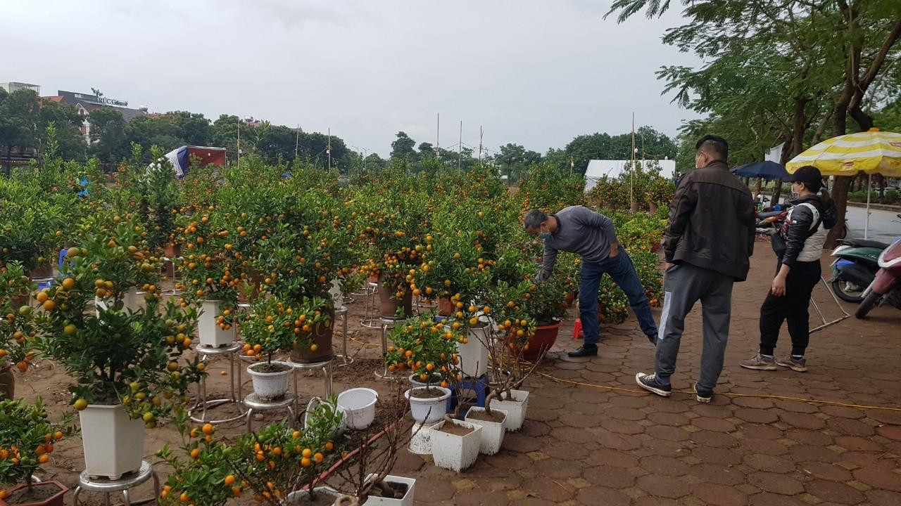 Ngày 17/1 (Rằm tháng Chạp), trên nhiều tuyến phố của Hà Nội, đào quất và cây cảnh đã trưng bày sẵn. Chị Nguyễn Thị Dịu (bán quất cảnh tại Long Biên) chia sẻ: "Năm nay do khó khăn của dịch bệnh nên tôi chỉ dám lấy vài trăm cây bán loại dưới 1 triệu/cây. Năm ngoái, giờ này tôi bán được nhiều nhưng năm nay dù ngày Rằm, dân vẫn chưa đi sắm cây cảnh. Giá quất năm nay không tăng so với năm ngoái và tôi tập trung vào dòng cây bé 100.000 đồng/cây cả chậu và quất thế 350.000- 500.000 đồng/cây). Ngày 17/1 (Rằm tháng Chạp), trên nhiều tuyến phố của Hà Nội, đào quất và cây cảnh đã trưng bày sẵn. Chị Nguyễn Thị Dịu (bán quất cảnh tại Long Biên) chia sẻ: "Năm nay do khó khăn của dịch bệnh nên tôi chỉ dám lấy vài trăm cây bán loại dưới 1 triệu/cây. Năm ngoái, giờ này tôi bán được nhiều nhưng năm nay dù ngày Rằm, dân vẫn chưa đi sắm cây cảnh. Giá quất năm nay không tăng so với năm ngoái và tôi tập trung vào dòng cây bé 100.000 đồng/cây cả chậu và quất thế 350.000- 500.000 đồng/cây).