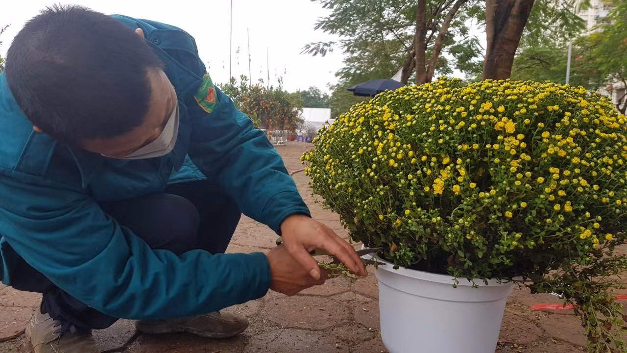 Cúc mâm xôi cả chậu giá 250.000 đồng được tỉa nắn nót ngóng khách ngày Rằm. Cúc mâm xôi cả chậu giá 250.000 đồng được tỉa nắn nót ngóng khách ngày Rằm.