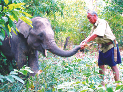 Thuần dưỡng giữa rừng xanh