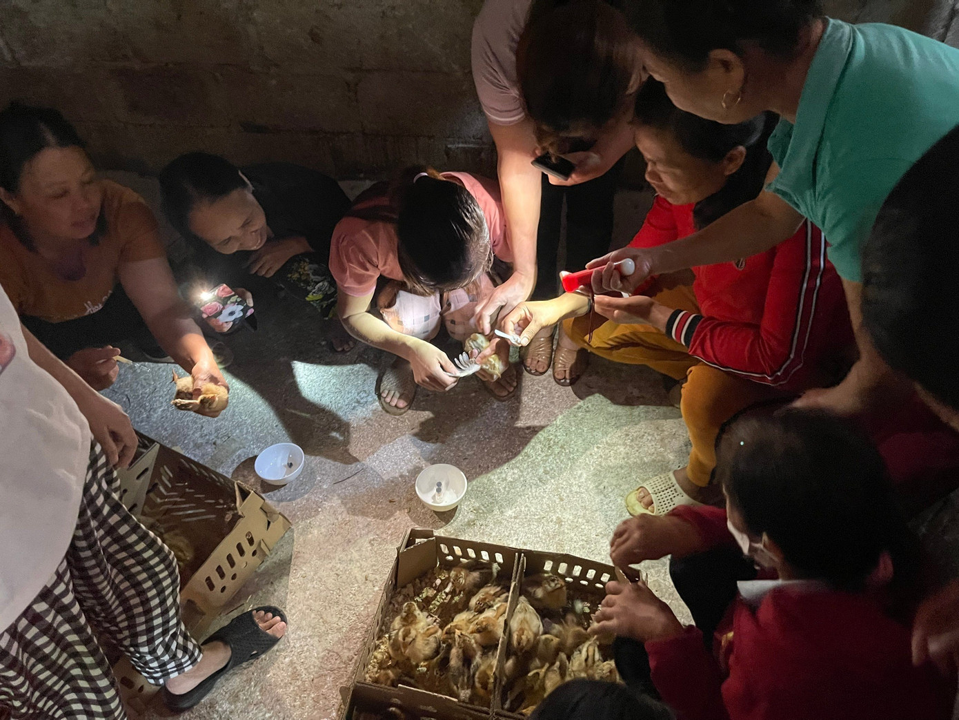 Chăn nuôi, chăm sóc gà giống .Ảnh: Duy Chiến Chăn nuôi, chăm sóc gà giống .Ảnh: Duy Chiến