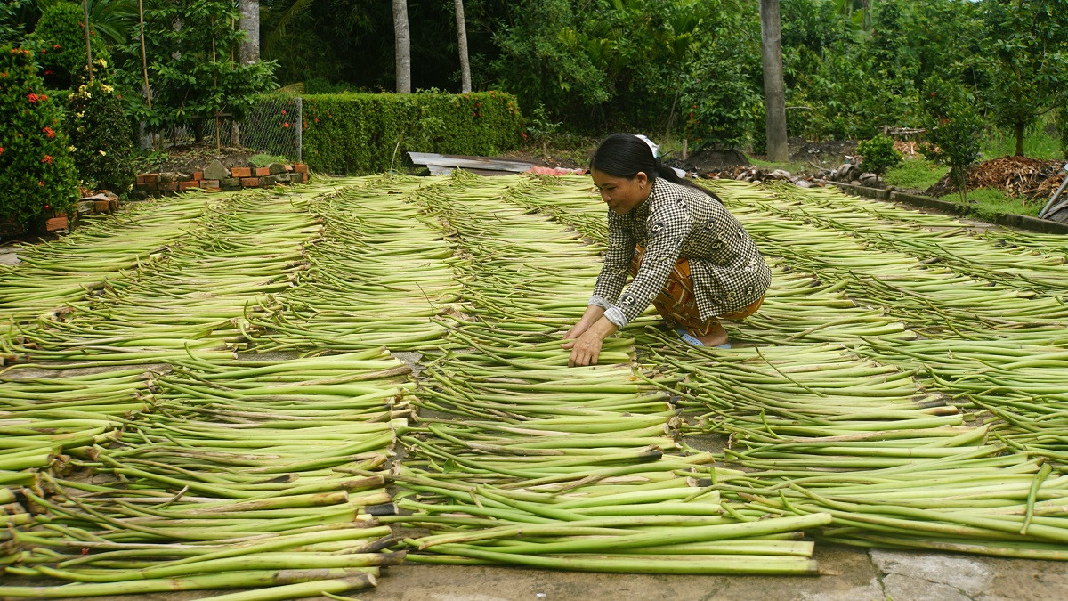 Chị Thu Ngân phơi lục bình trên sân sau khi cắt vài hôm trước.