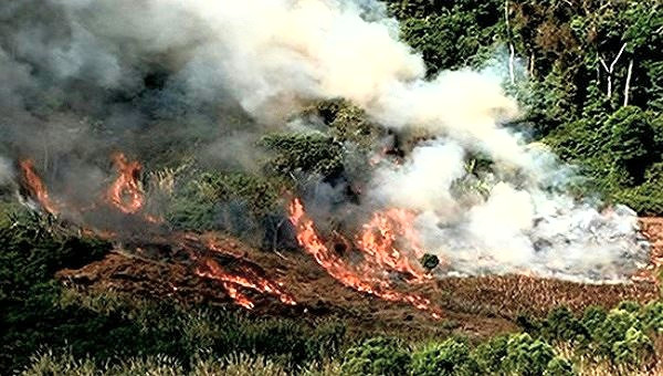 Đốt thực bì, một y sĩ tử nạn ảnh 1