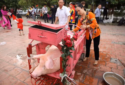 Cảnh hành quyết 'ông ỉn' trong lễ hội chém lợn Ném Thượng ảnh 12