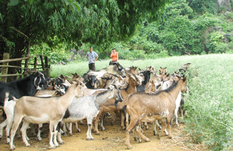 Ăn thịt dê cầu sức khỏe, tài lộc năm... Ất Mùi ảnh 1